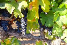Obavijest korisnicima o ponovnoj sadnji vinograda nakon krčenja zbog zaraze žuticom vinove loze