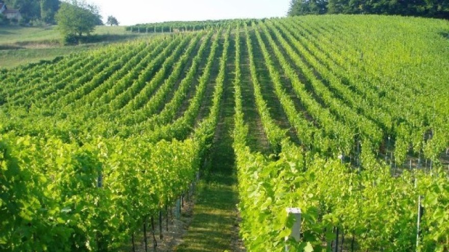 Objavljen natječaj za mjeru Restrukturiranje i konverzija vinograda