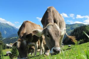 Pravilnik o izmjenama i dopunama Pravilnika o provedbi izravne potpore poljoprivredi i IAKS mjera ruralnog razvoja za 2018. godinu