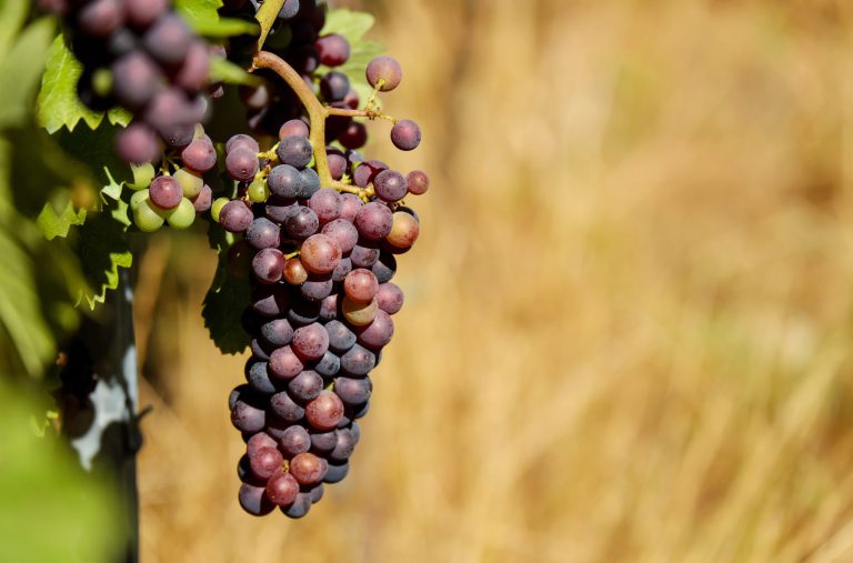 Radionica o Vinskoj omotnici 2019.-2023. u Osijeku