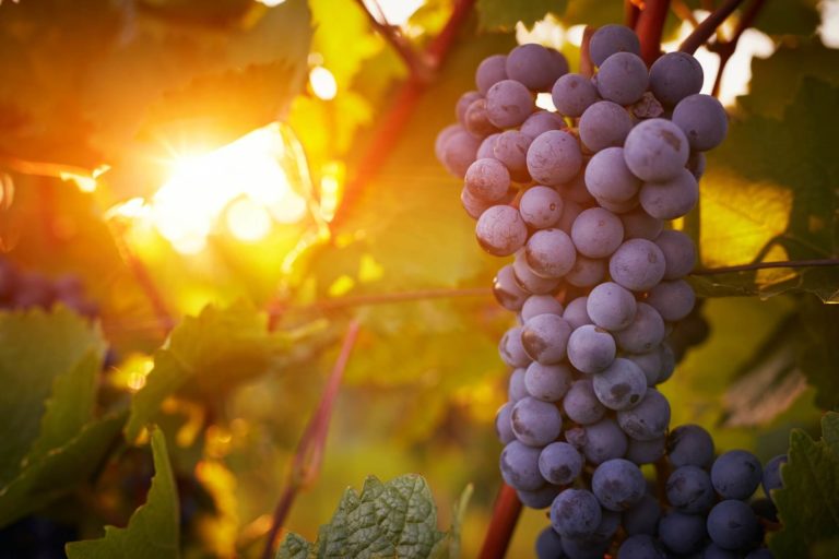 Objavljen popis proizvođača vina s utvrđenom kvotom vina za skladištenje