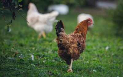 Otvoreno podnošenje zahtjeva putem AGRONET-a za potpore iz Programa potpore za unaprjeđenje uzgoja izvornih pasmina peradi od 6. ožujka do 15. svibnja 2023.