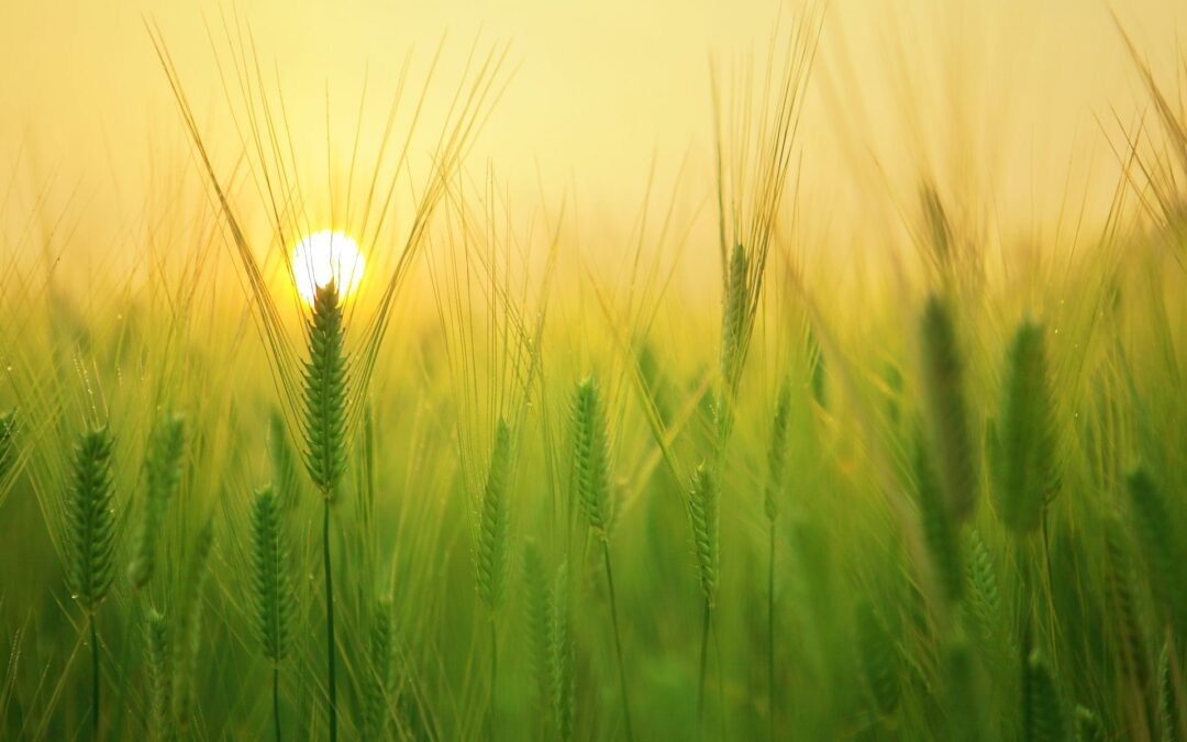 Podaci Monitoringa za 2024. godinu vidljivi su u Agronet sustavu