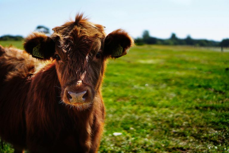 Objavljen Pravilnik o provedbi izravne potpore poljoprivredi i IAKS mjera ruralnog razvoja za 2025. godinu