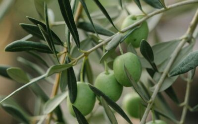 Dostava Evidencija o provedbi IAKS mjera ruralnog razvoja