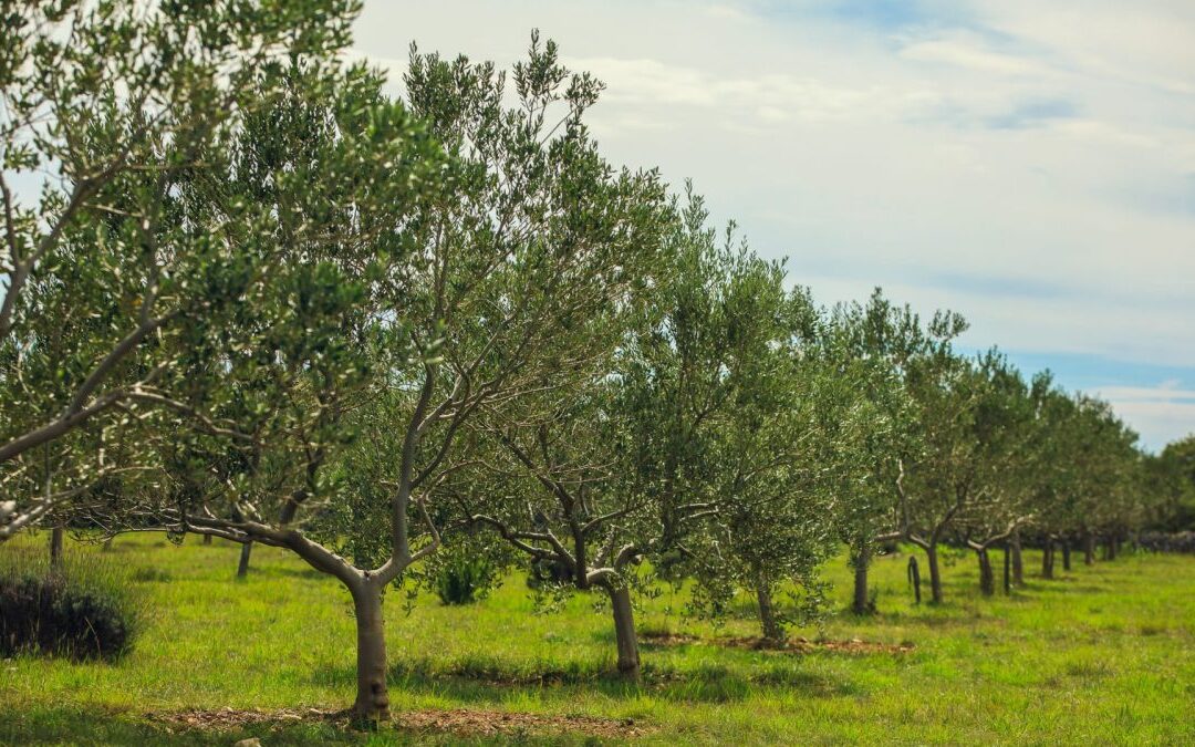 Obavijest poljoprivrednicima vezano za trajne nasade