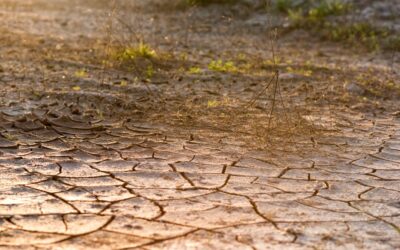 Poništen Javni poziv za provedbu intervencije 78.a.01. Krizna plaćanja poljoprivrednicima nakon prirodnih katastrofa, nepovoljnih klimatskih prilika ili katastrofalnih događaja