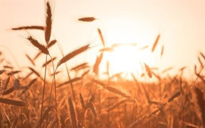 2,5 milijuna eura za financiranje projekata lokalne infrastrukture i ruralnog razvoja na područjima naseljenim pripadnicima nacionalnih manjina